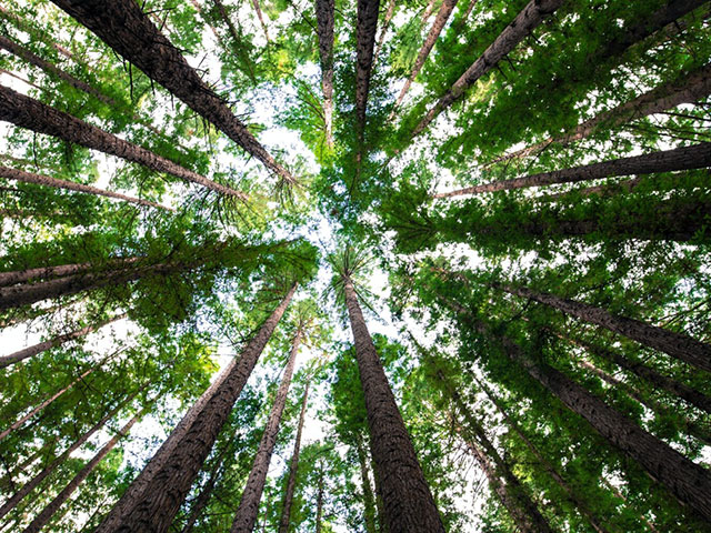 looking in trees