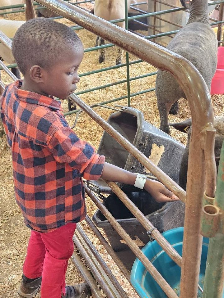 young boy feeding sheep through metal pen